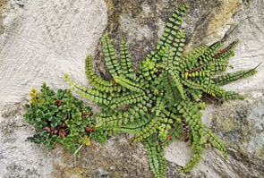 Asplenium ruta-muraria & Asplenium trichomanes